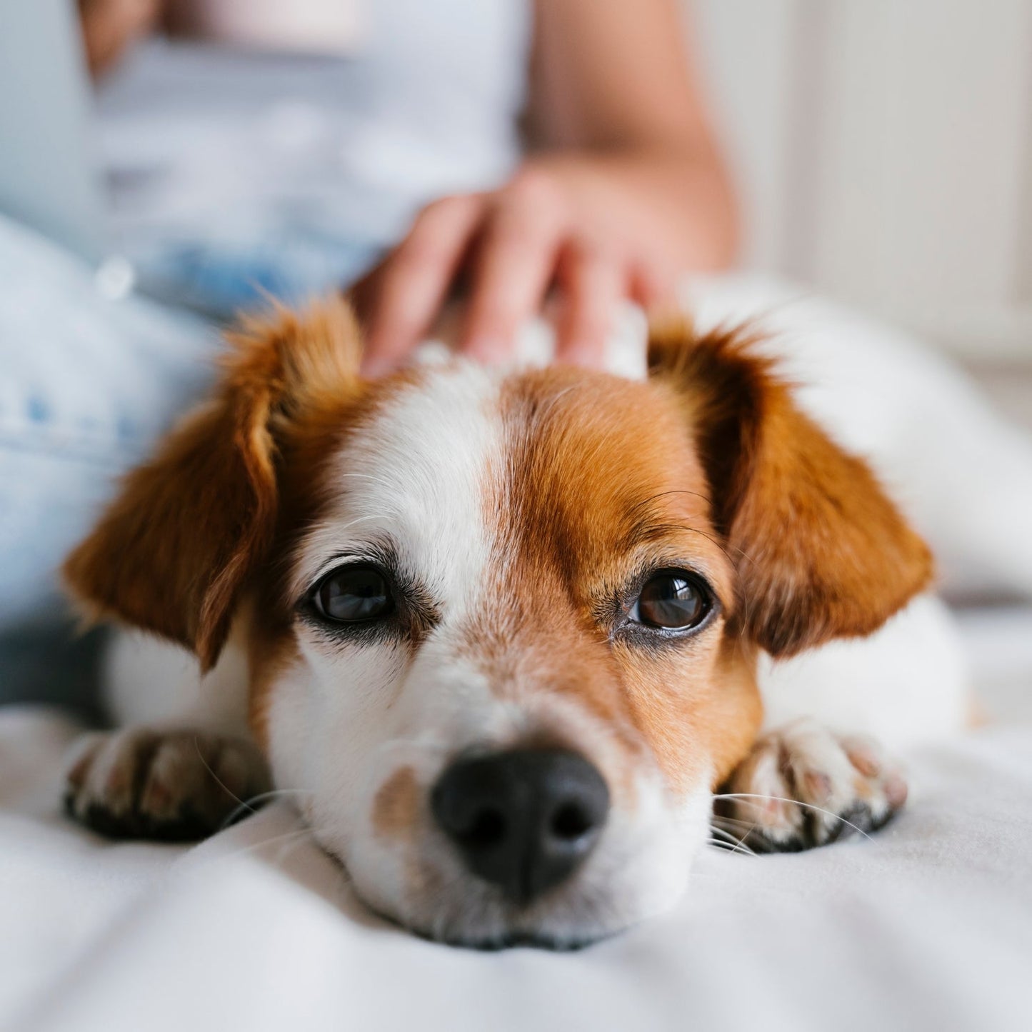 Pawmify™ - Advanced Dog Calming Diffuser